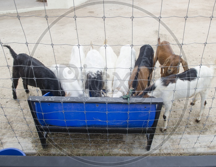 Goats feeding area in Thailand Farm