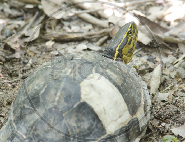 An adult gopher tortoise in Thailand