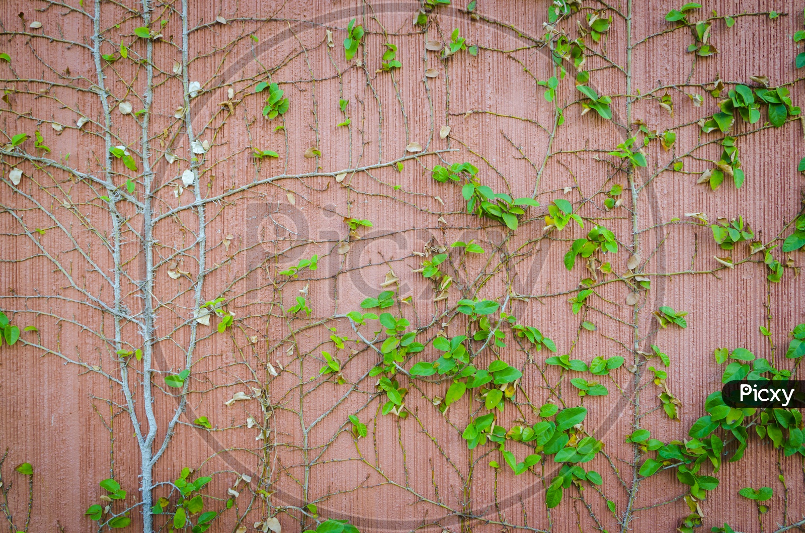 A leaf wall