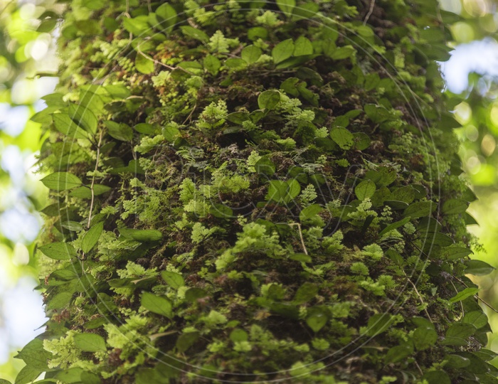 Green moss Growing  On A Tree Bark Forming a Background