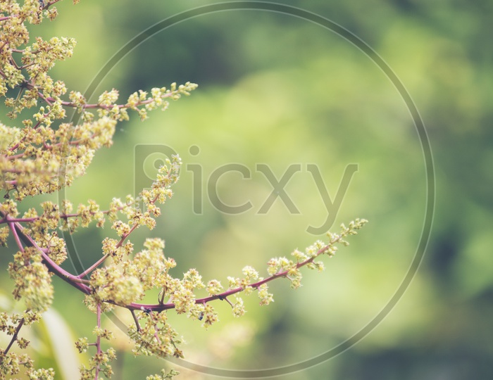 Close up of Mango flower inflorescence