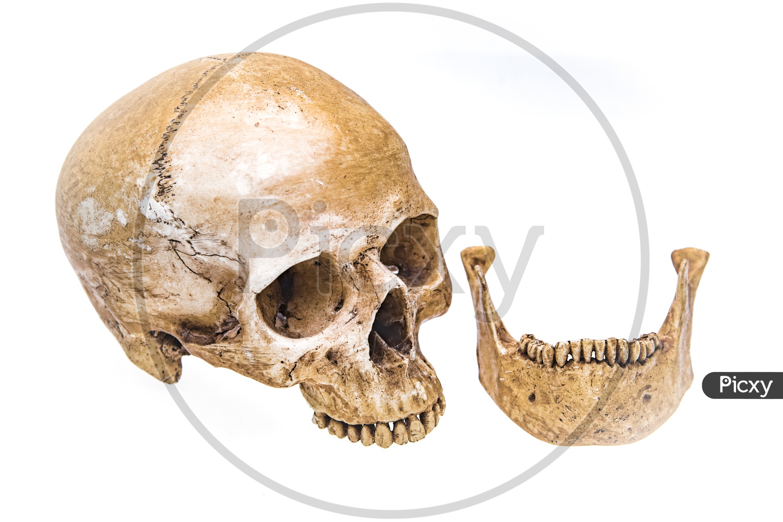Virtual reality Human skull with separated jaws