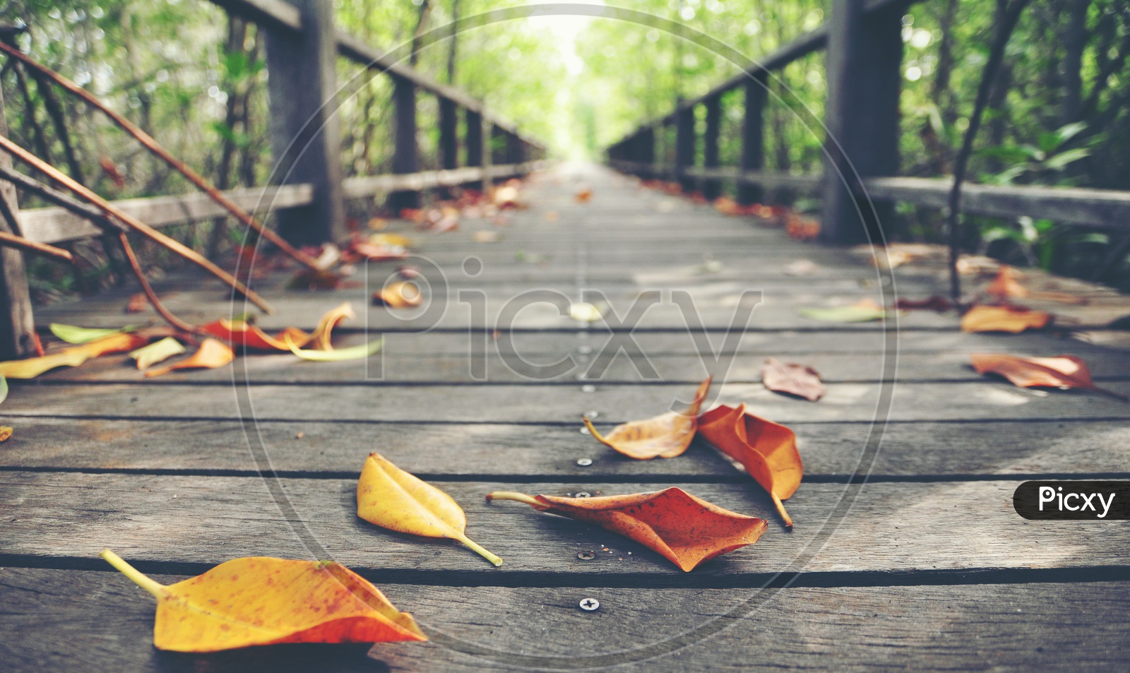 Wooden Board or Bridge With Dried Leafs