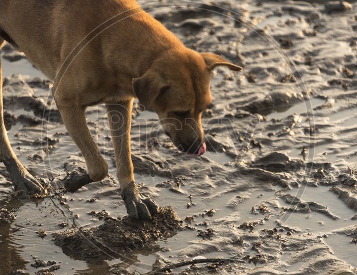Dog  Walking in mud