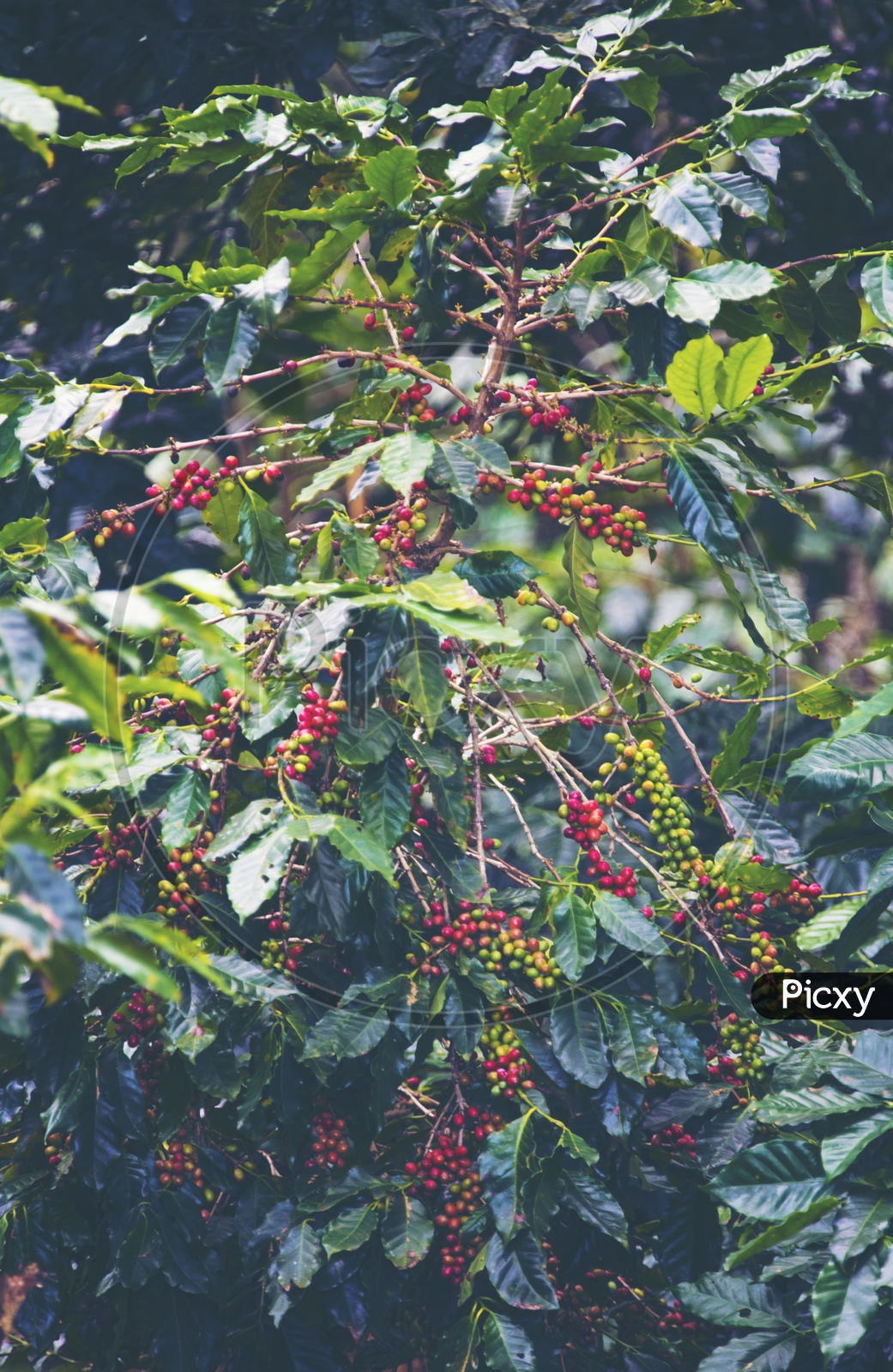 Coffee beans Growing In  Tropical Forest Coffee Plant