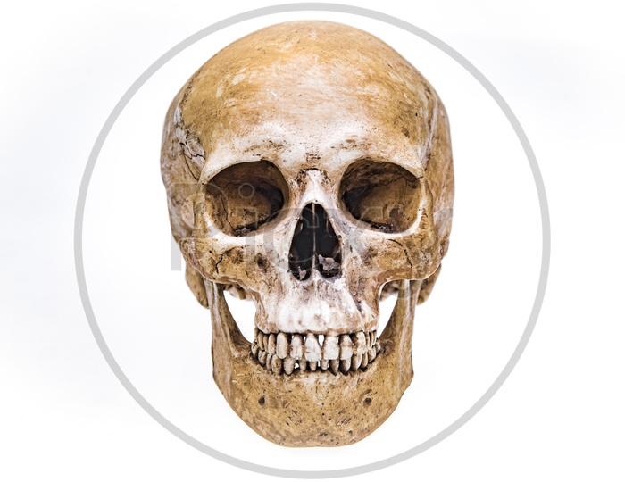 Virtual reality Human skull teeth
