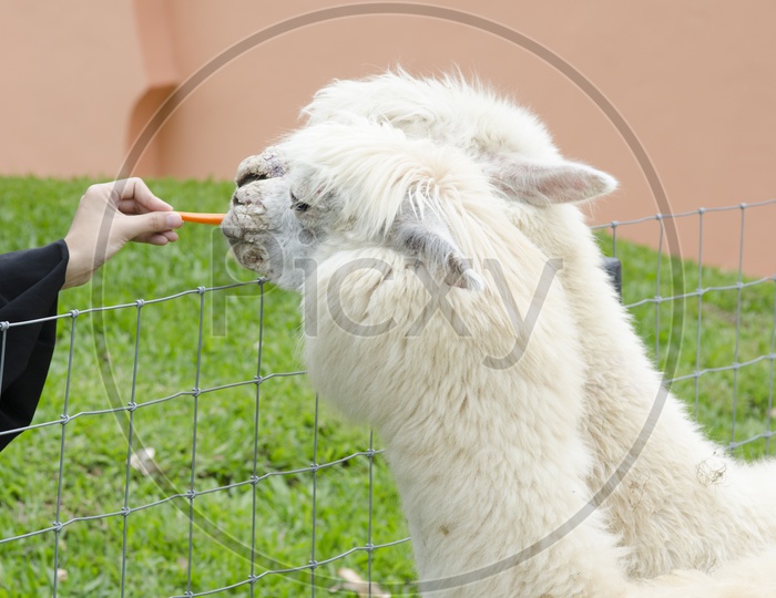 A Young alpaca being hand fed in Thai Zoo