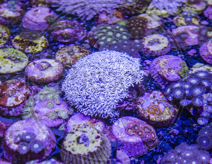 A Thai corals in Underwater fantasy