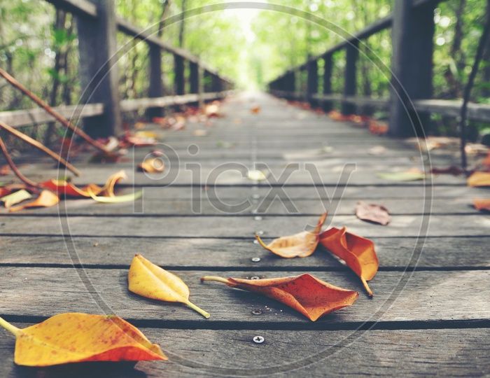 Wooden Board or Bridge With Dried Leafs