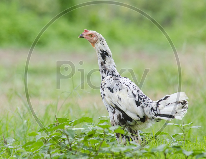 A Grey Chicken hen in Thai Outdoors