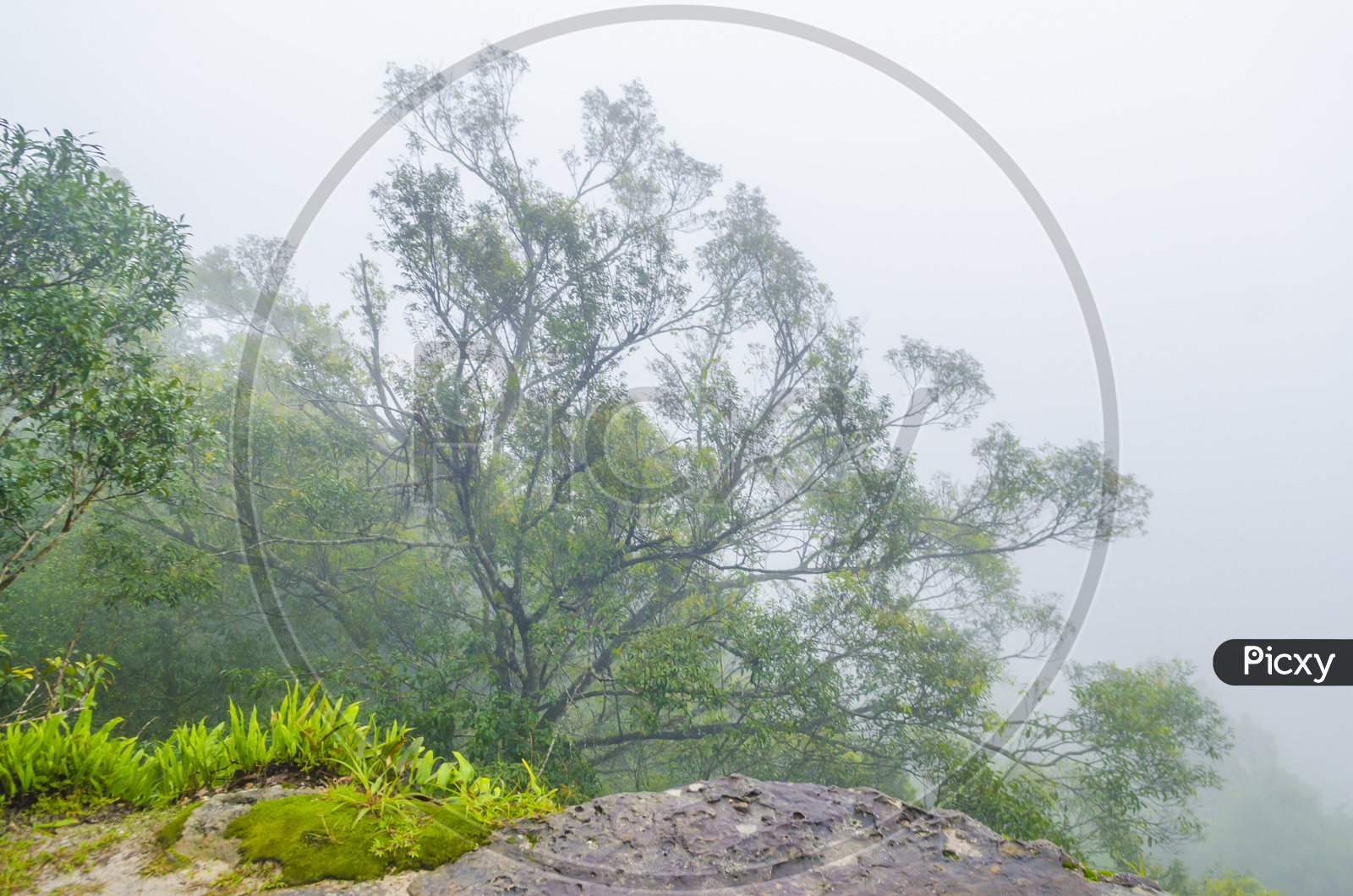 Misty view of Khao Yai National Park, Thailand