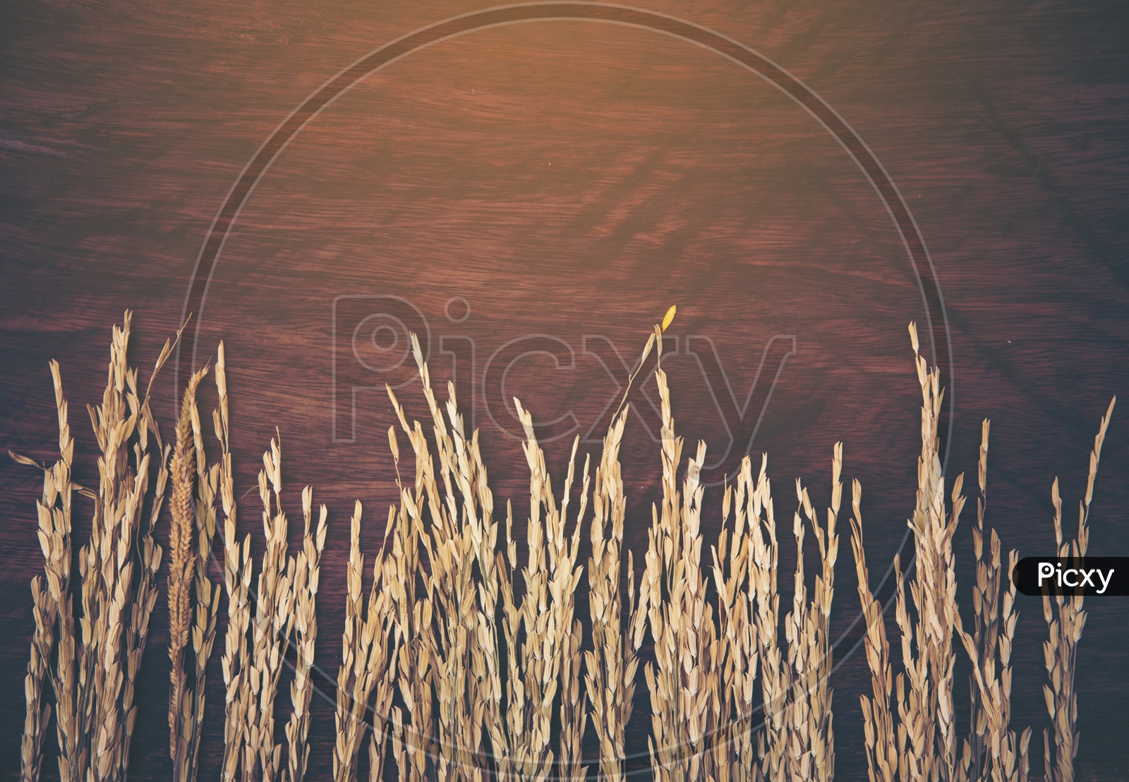 Dry wheat frame on wood background with vintage filter effect