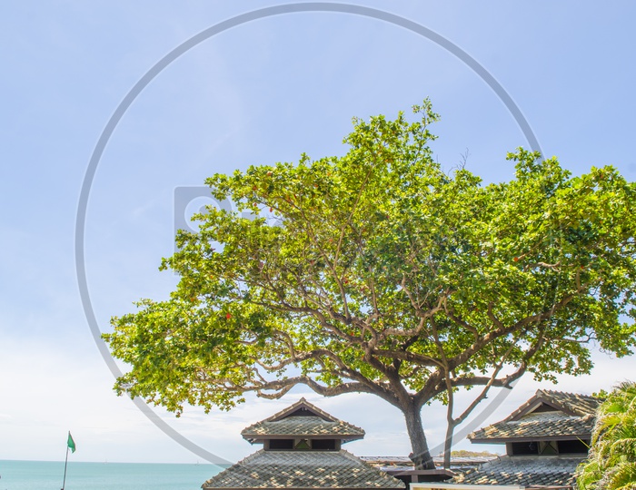 A Green tree by the Thai Beach