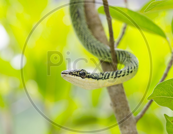 A green mamba snake's eye  of Thailand