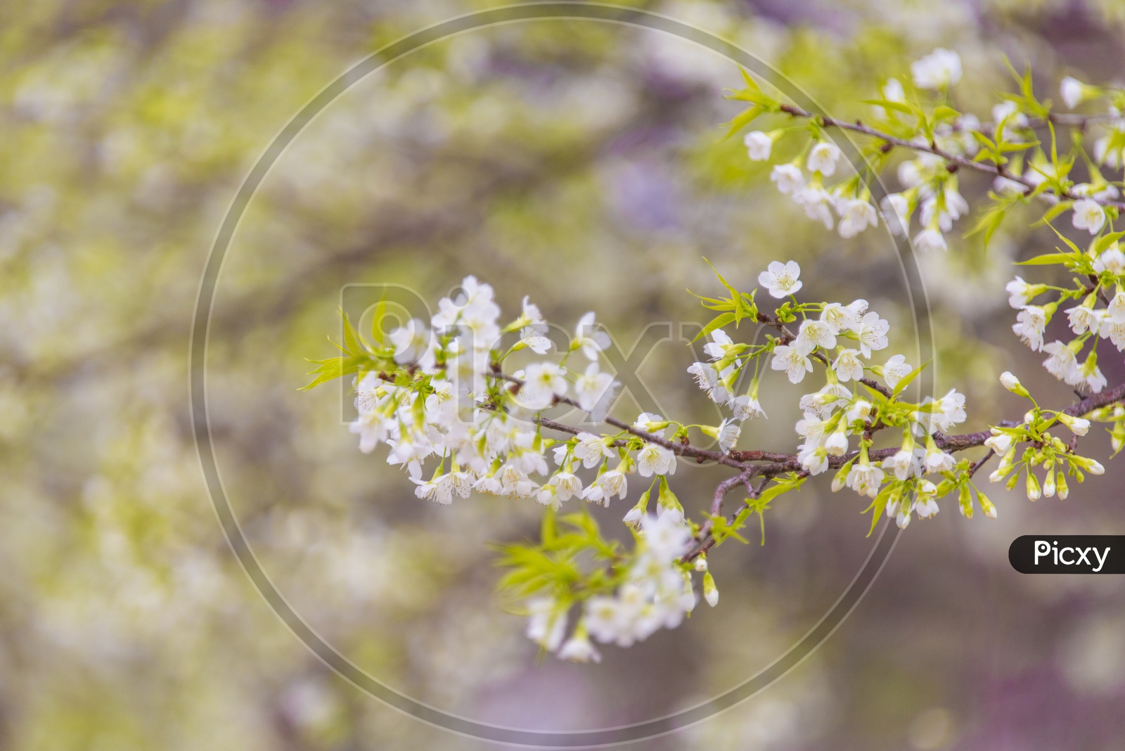 Close up of white flowers tree over nature background, Spring flowers background