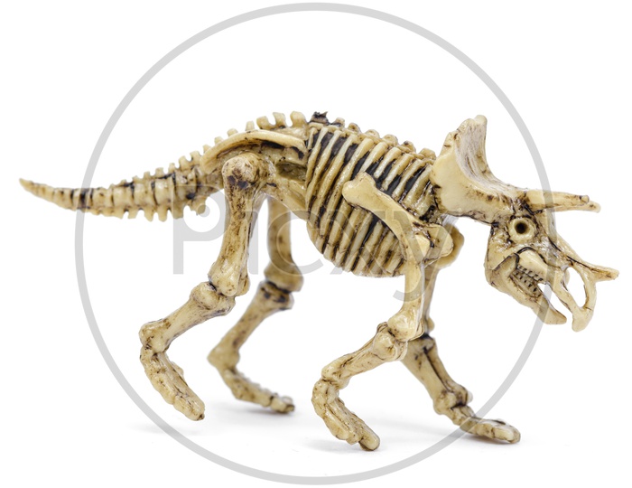 A Dinosaur skeleton miniature