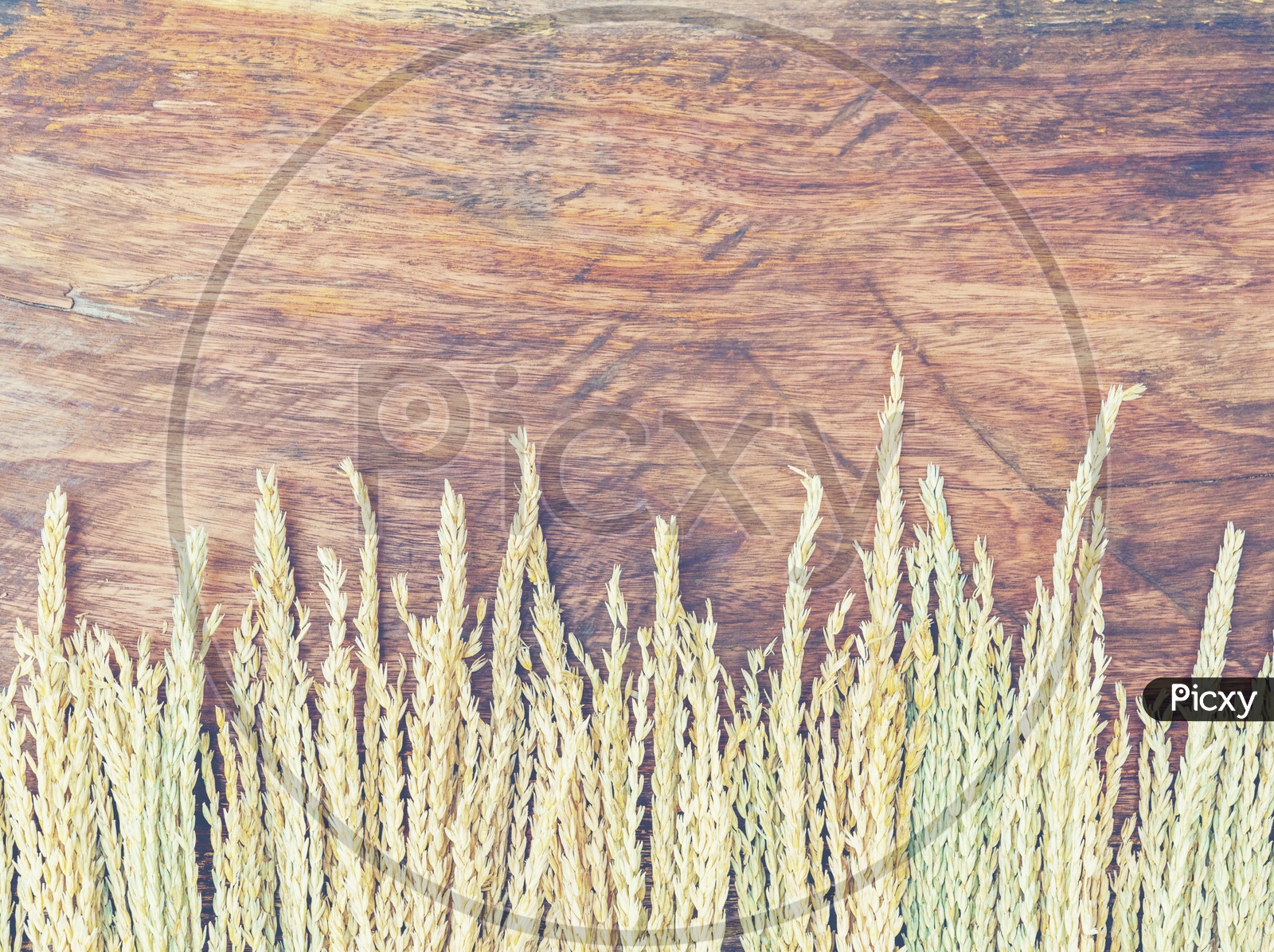 Dry wheat on vintage wooden background