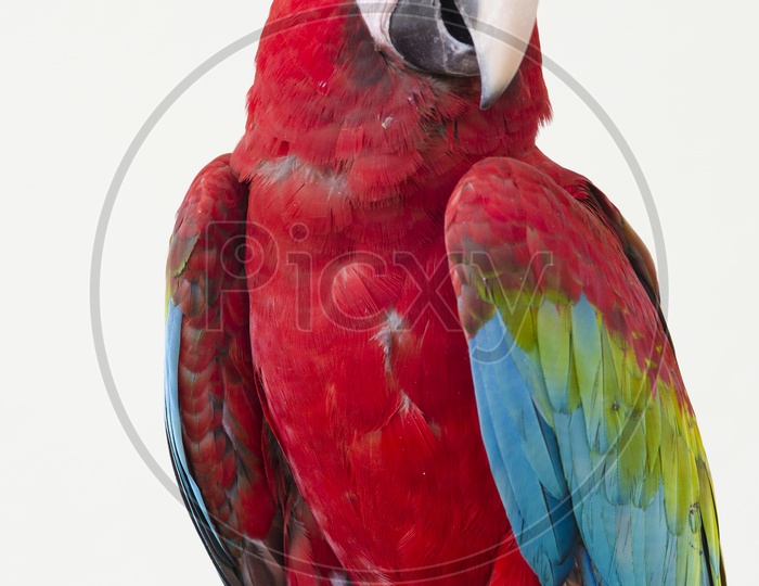 A red pet parrot macaw closeup