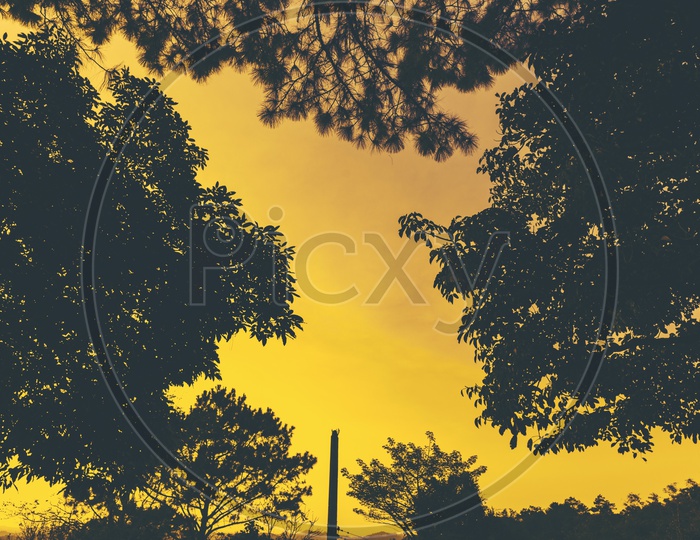 Silhouette Of  Trees In Tropical Forest With Sunset Golden Sky In  Background