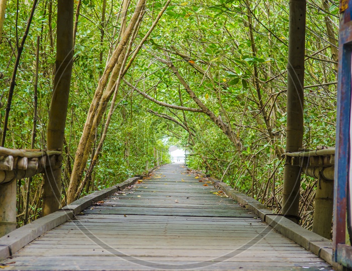 A boardwalk in the mangrove forest of Thailand
