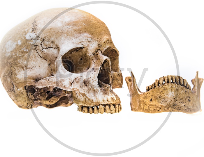 human skull side view mouth open