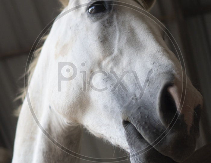 A portrait of white horse in stable behind cage