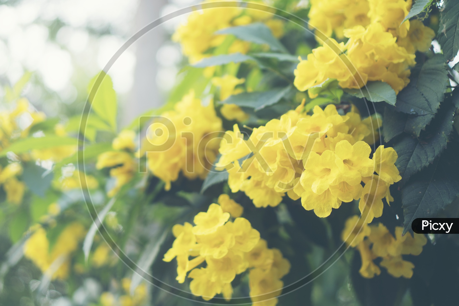 Image of Yellow Autumn Flowers Blooming on trees Filled Background
