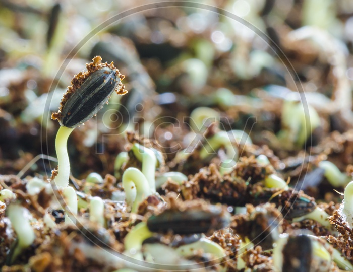 Close-up of green seedling growing out of Thailand soil