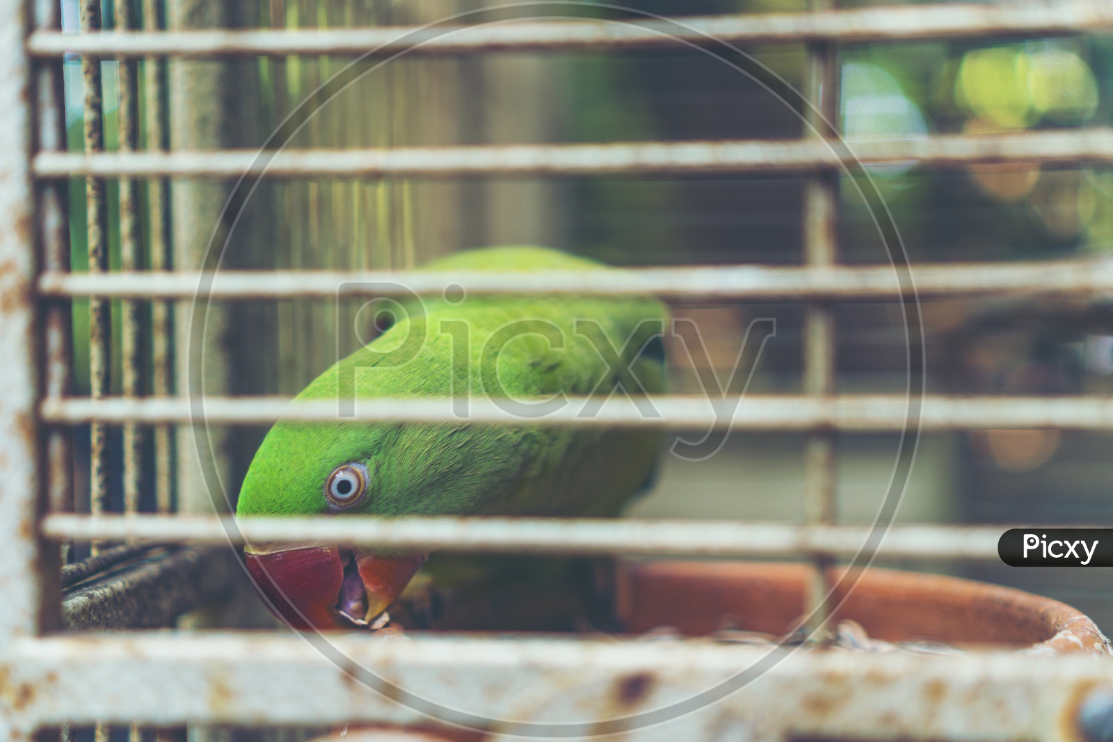 green Parrot in the cage