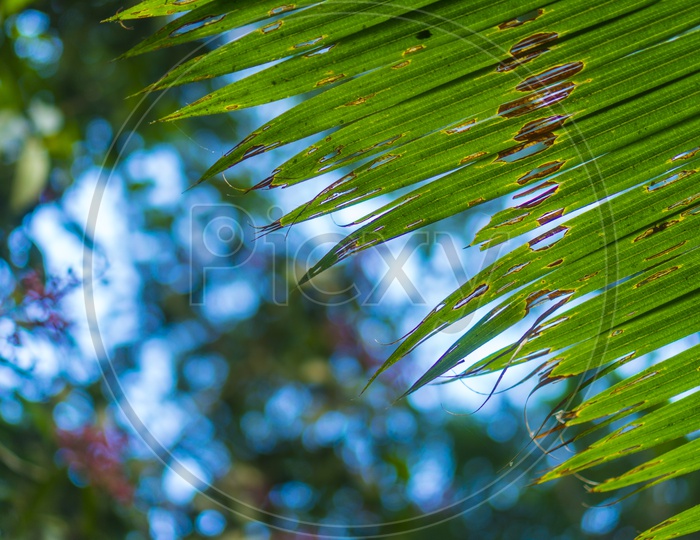 Leafs Of Palmyra Tree With Bokeh Background