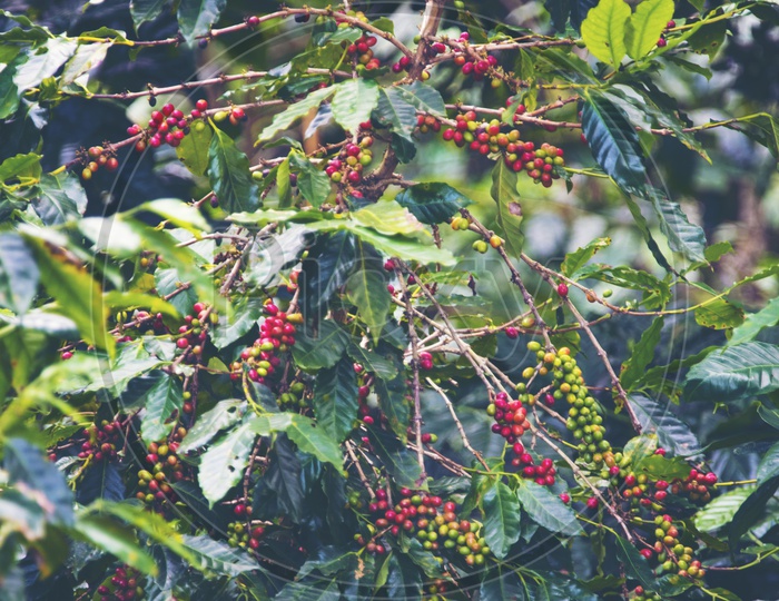 Coffee beans Growing In  Tropical Forest Coffee Plant