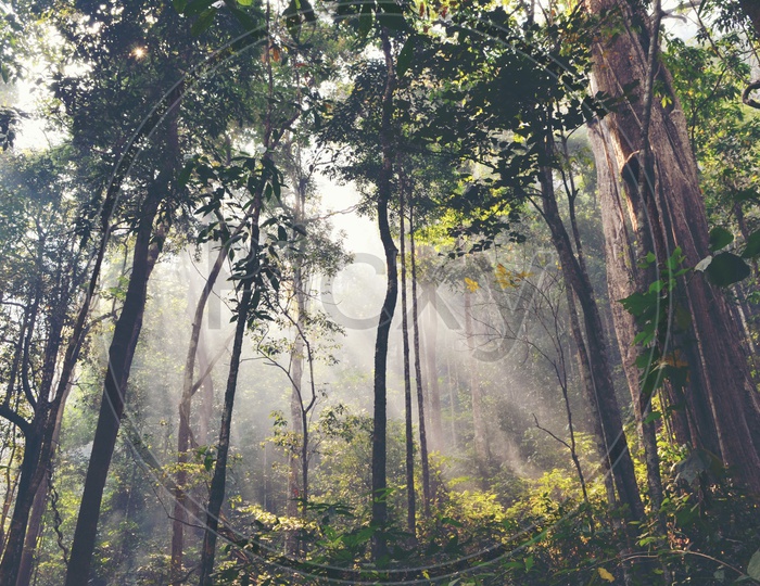 Luminous Sun Rays Falling Over Tropical Forest Trees