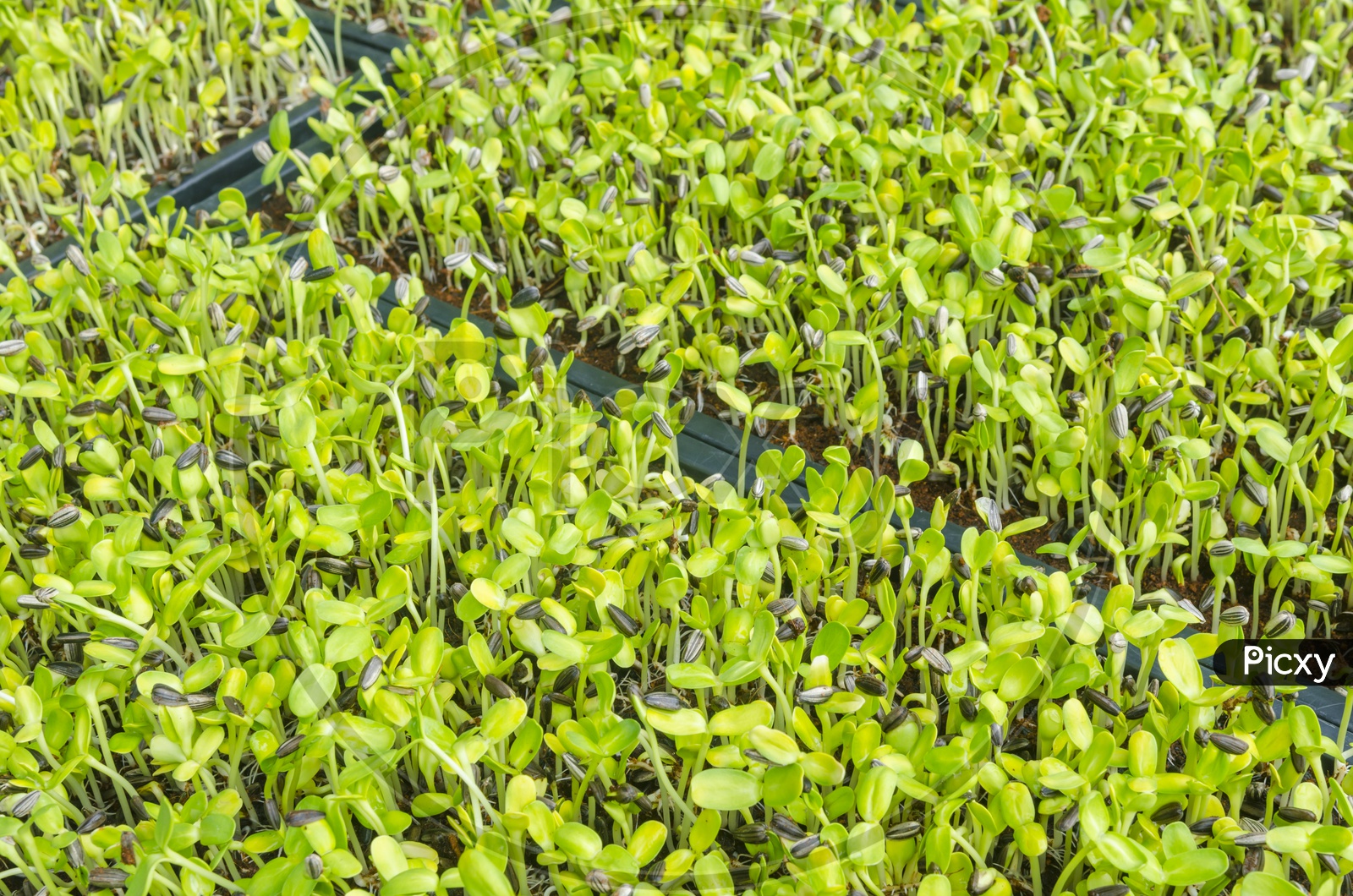 Close-up of green seedlings in Thailand