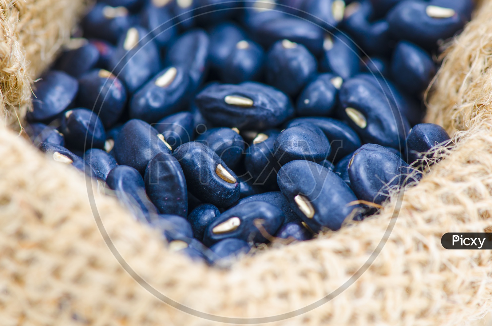 Closeup of Blue Beans in sack