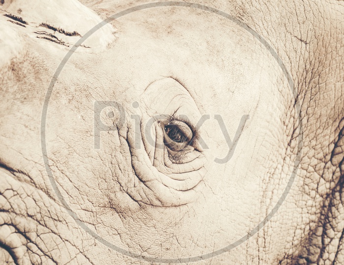 Rhinoceros or rhino Eye Closeup Forming a background