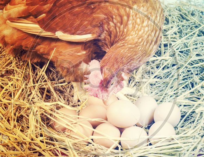 Full body of brown chicken hen with eggs