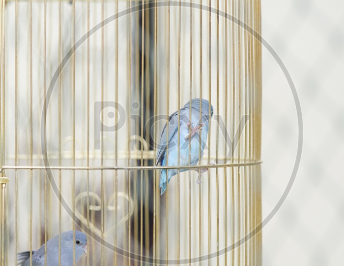 Birds in cage in a pet shop