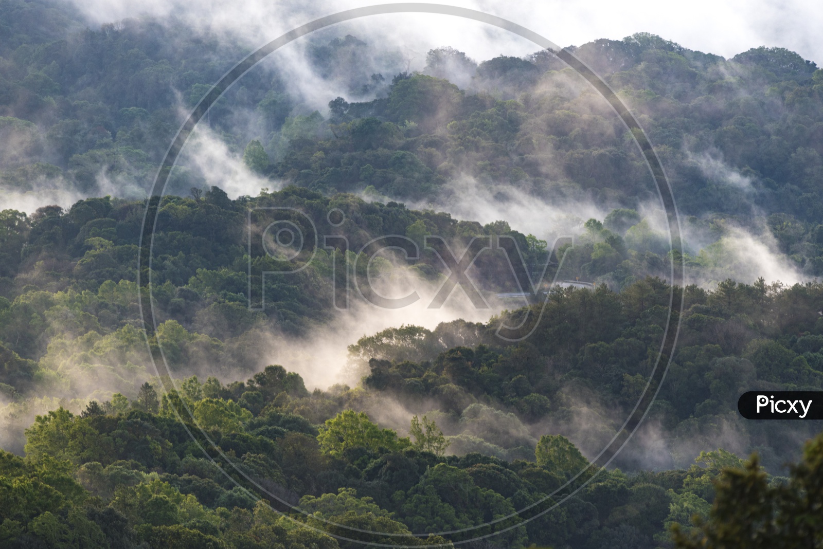 Foggy fresh green deciduous trees in Thailand forest