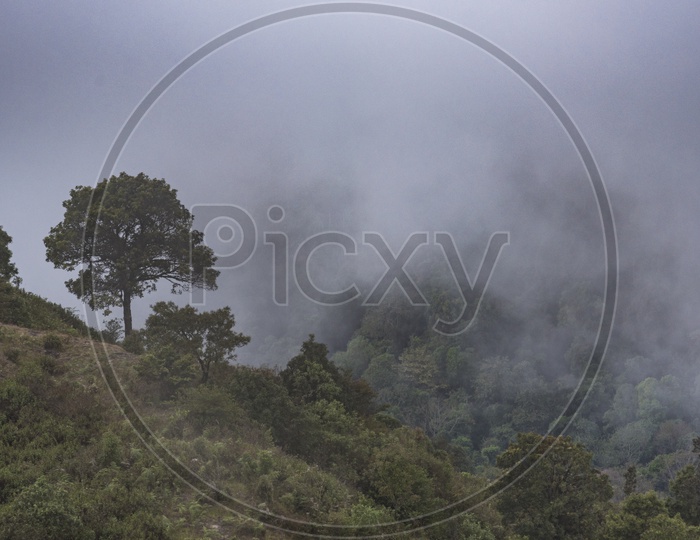Nature With Mountain Valley and Green Trees and Mist Fog Clouds