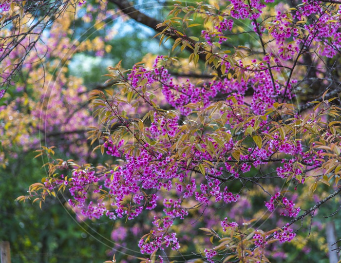 colorful pink flowers tree in wild forest