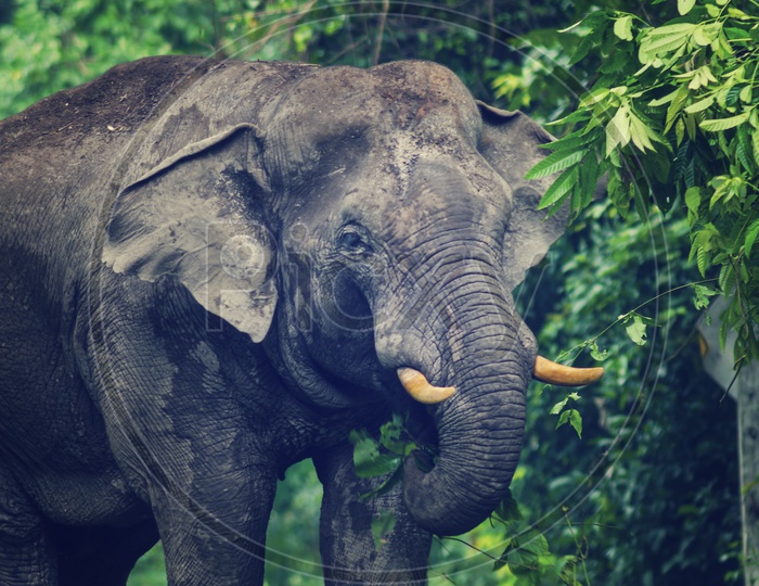 Wild elephant in Khao Yai National Park