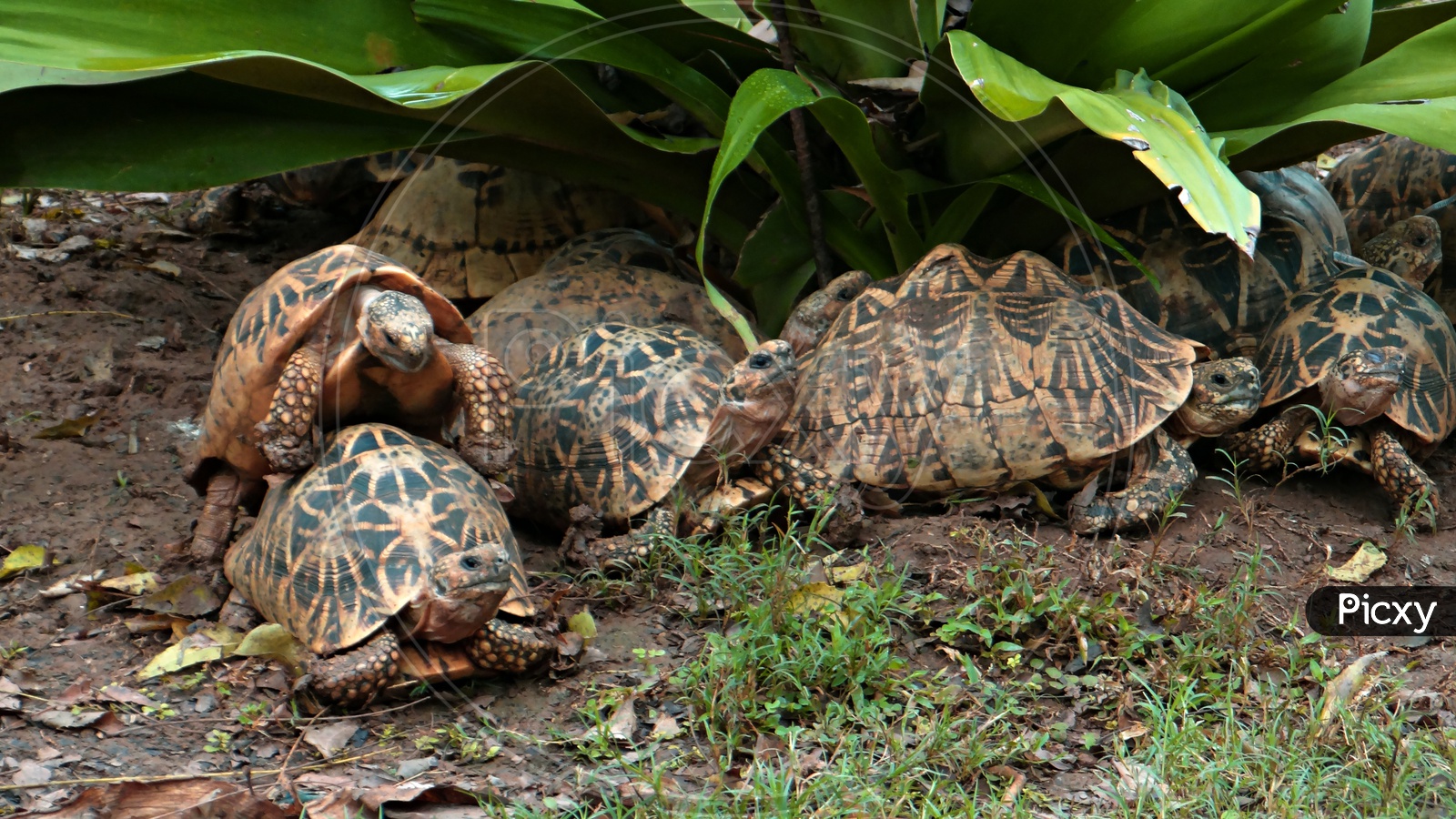 group of star turtles