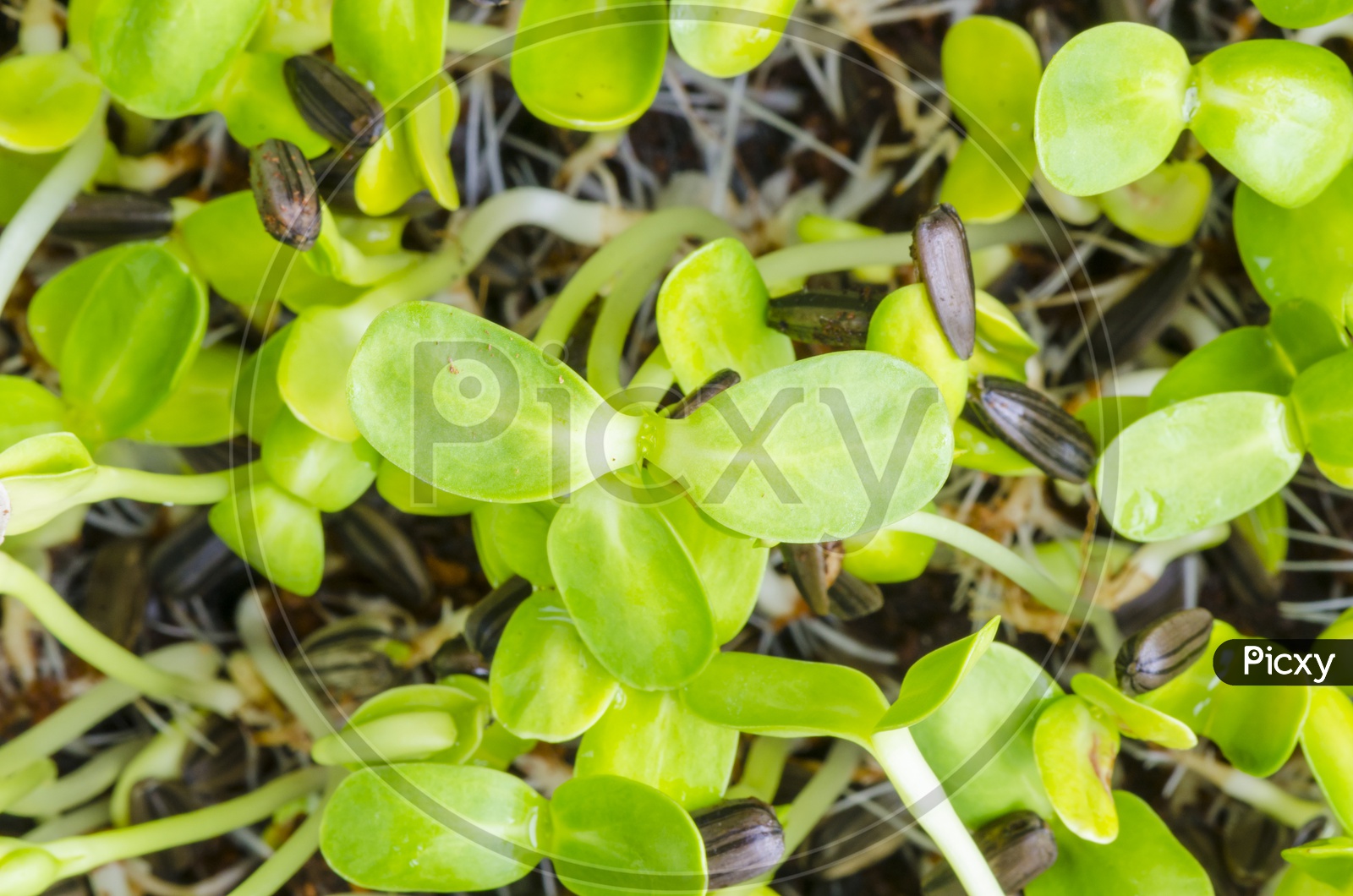Close-up of green seedlings