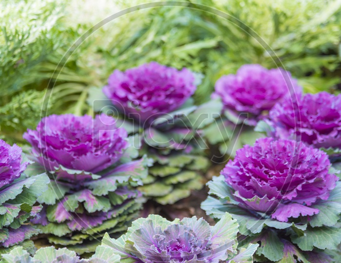 Purple flowers in the Thai Garden