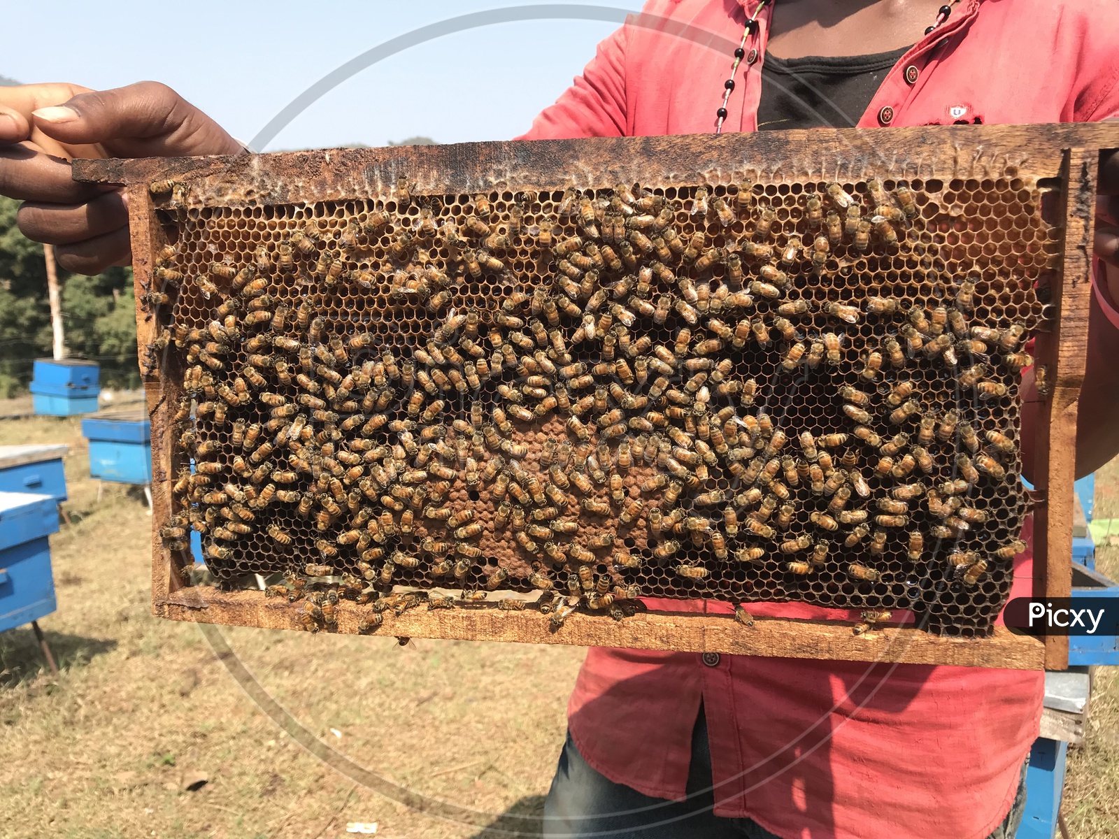 Honey Bee tray used for extracting Honey through BeyKeeping