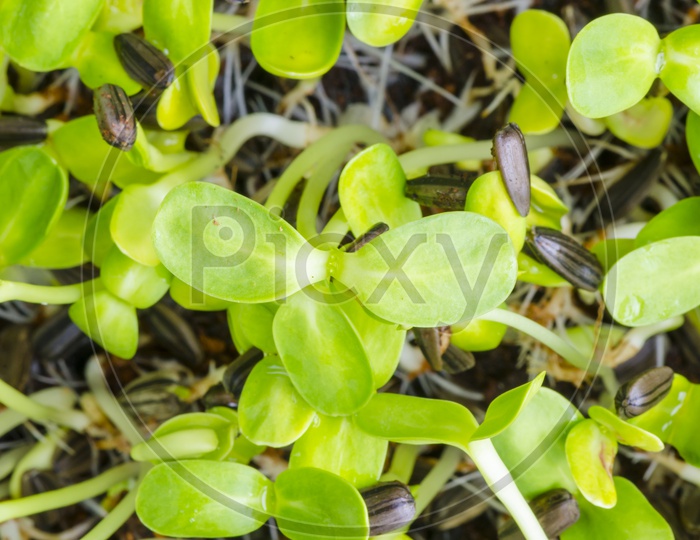 Close-up of green seedlings