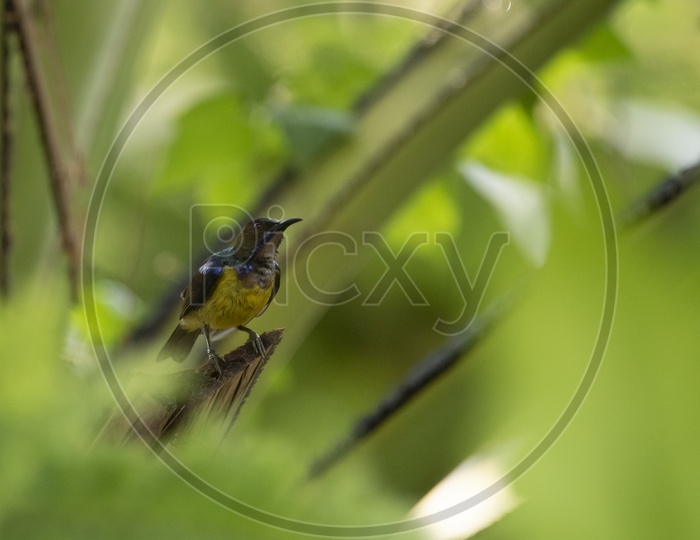 Brown-throated sunbird, Plain-throated sunbird, bird on the nest