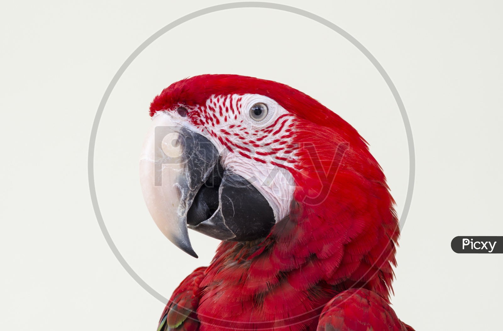 Beautiful red pet parrot macaw