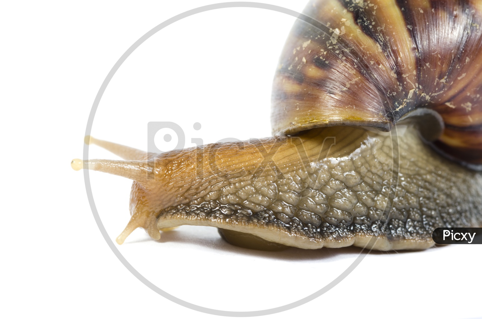 Close up of Garden snail