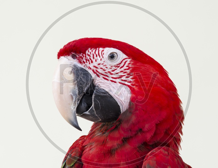 Beautiful red pet parrot macaw